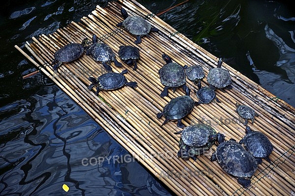 Little dark Turtles on the Reed