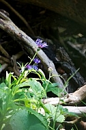 Little purple Flowers