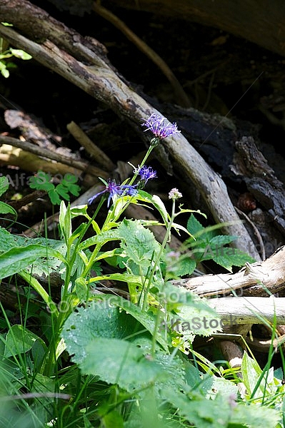 Little purple Flowers