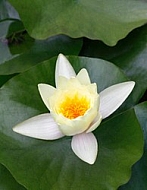 lotus