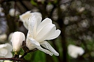 Magnolia liliiflora