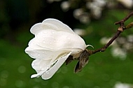 Magnolia liliiflora