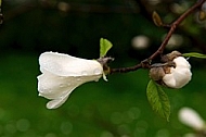 Magnolia liliiflora