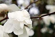 Magnolia liliiflora