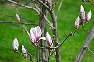 Magnolia liliiflora