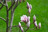 Magnolia liliiflora