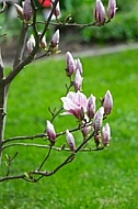 Magnolia liliiflora