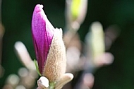 Magnolia liliiflora