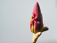 Magnolia liliiflora