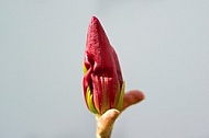 Magnolia liliiflora