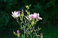 Magnolia liliiflora