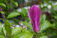 Magnolia liliiflora