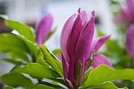 Magnolia liliiflora