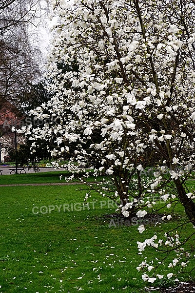 Magnolia liliiflora