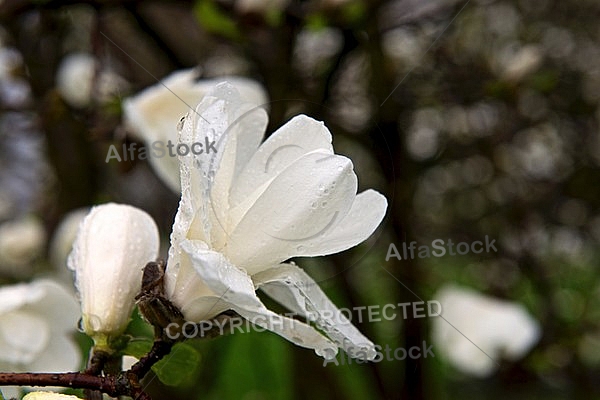 Magnolia liliiflora