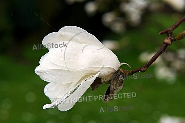 Magnolia liliiflora