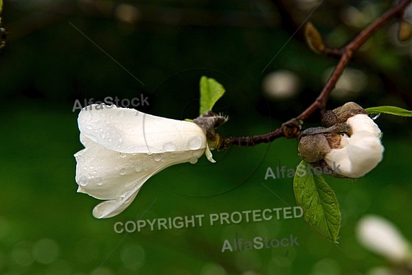 Magnolia liliiflora