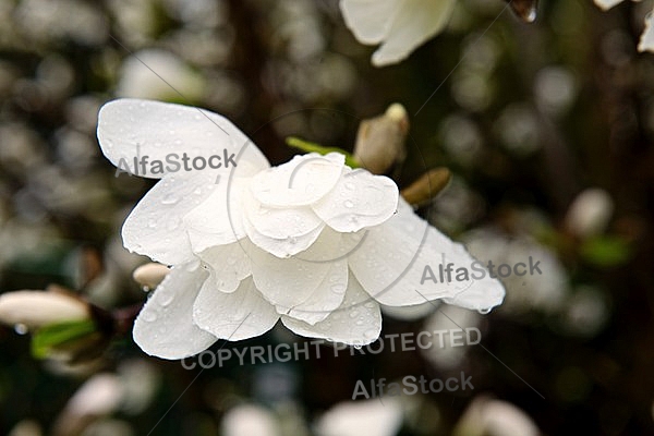 Magnolia liliiflora