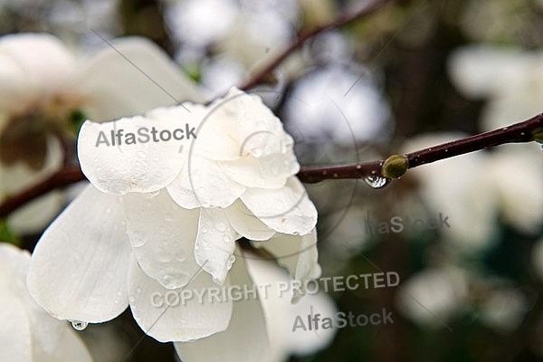 Magnolia liliiflora