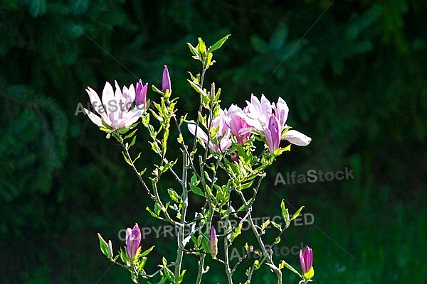 Magnolia liliiflora