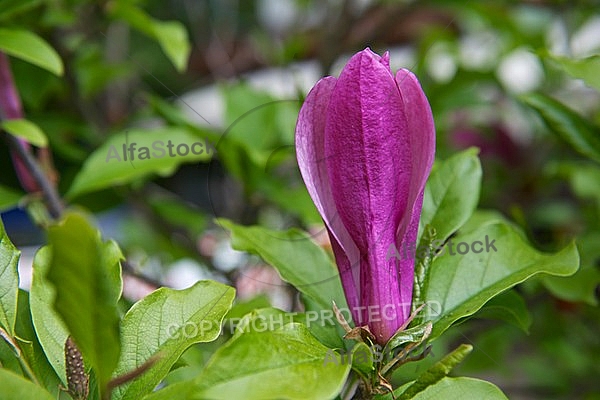 Magnolia liliiflora