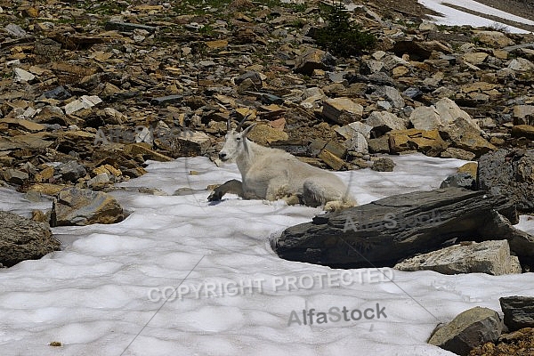 Mountain Goat 