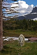 Mountain Goats 