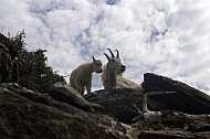 Mountain Goats 