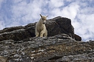 Mountain Goats 