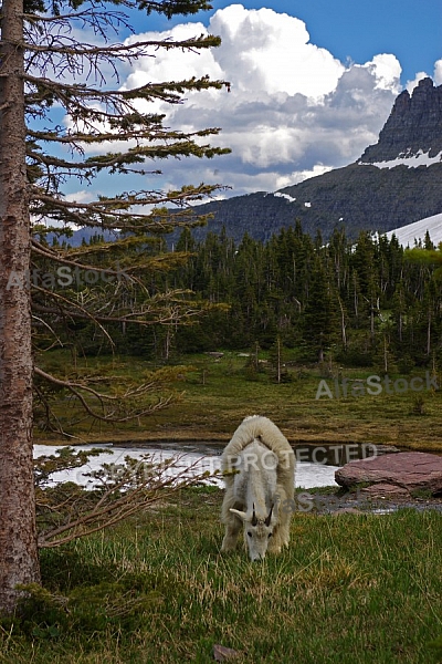 Mountain Goats 