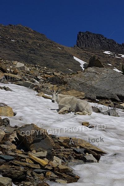 Mountain Goats 