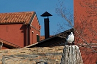 Murano in the Venetian Lagoon. Italy