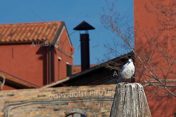 Murano in the Venetian Lagoon. Italy