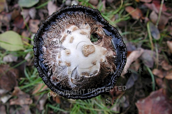 Mushroom on the ground