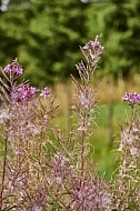 Nature, Plants, background