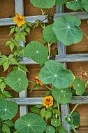 Nature, Plants, background