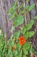 Nature, Plants, background