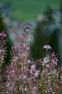 Nature, Plants, background