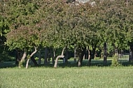 Nature, Plants, background