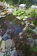 Nature, Plants, background