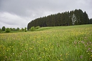 Nature, Plants, background