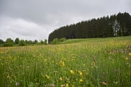 Nature, Plants, background