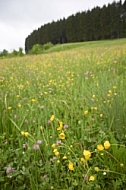 Nature, Plants, background