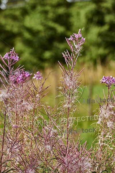 Nature, Plants, background