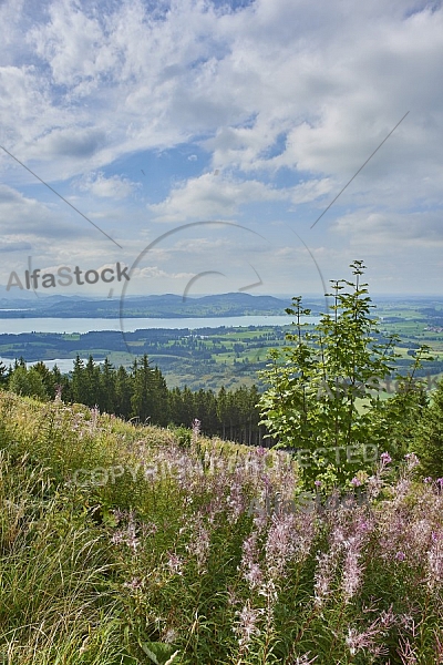 Nature, Plants, background