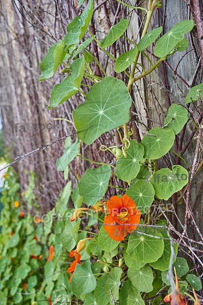 Nature, Plants, background