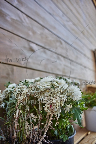 Nature, Plants, background