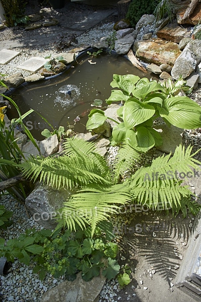 Nature, Plants, background