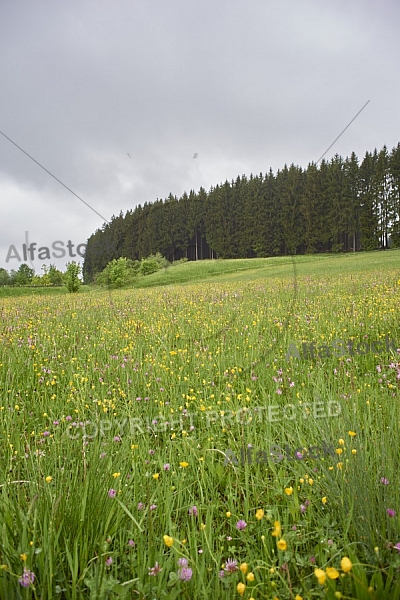 Nature, Plants, background