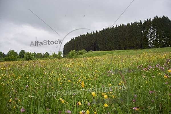 Nature, Plants, background